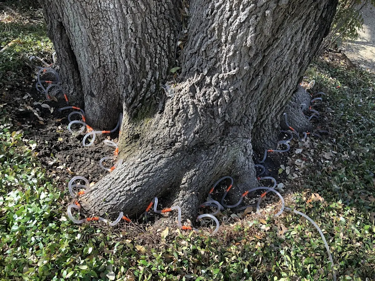 Detailed Tree Cabling and Bracing job site in Elrama