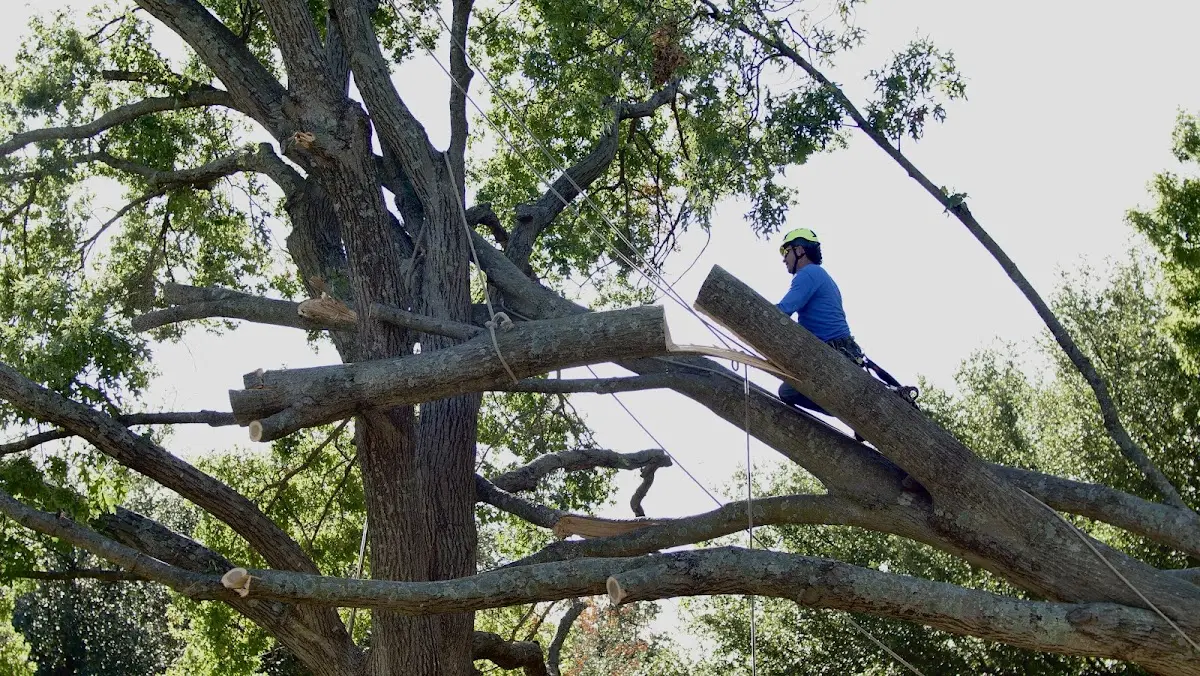 Professional Crown Thinning performed by certified arborists in Elrama