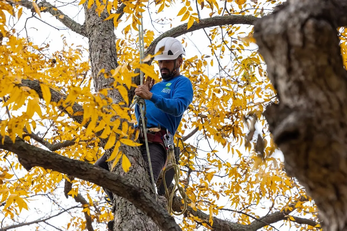 Skilled Tree Pruning crew working in Elrama